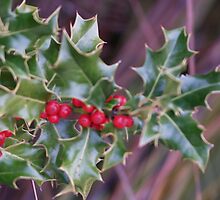 From buds to berries - Holly for Christmas in summer - Australia by Peterzphotoz