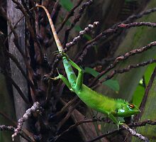 Green Forest Lizard - Sri Lanka by David Clark