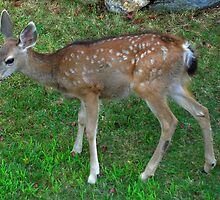 a fawn do... by Lenny La Rue, IPA