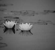 Lilly by Zach Schible