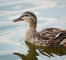 Duck by Zach Schible