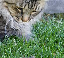 Sometimes it feels like someone is watching you..... by DonnaMoore