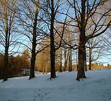 Crest of the Hill in Winter by Linda Marlowe