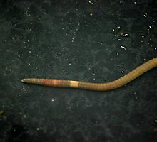 Earthworm by Dennis Blauer