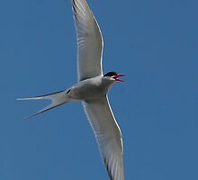 Arctic Tern Turn by Steve Bulford