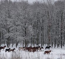 Horses by liesbeth