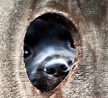 The Other Side of The Infamous Peep Hole by Polly Peacock