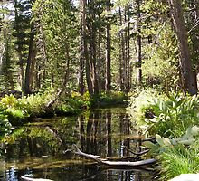 Coldwater Creek by MistyDawn