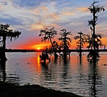 Cypress Silhouettes in St. Martin Parish by Bonnie T. Barry
