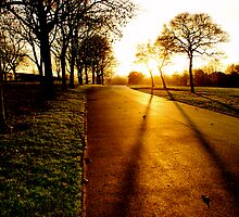Autumn Light by Elliott Walker