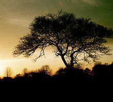 Light Through the Branches by Elliott Walker