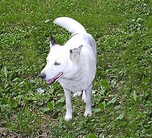 For The Love Of Tika, December 1996 - April 9, 2009 by Barbara A. Boal