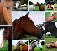 Collage Of Horses by naturelover