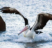 Successful Landing by Michael Humphrys
