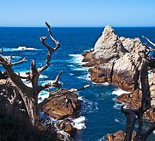 Sea Otter at Pinnacle Cove, Point Lobos, California by MarkEmmerson