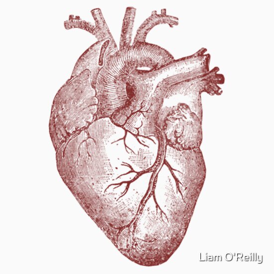 anatomically correct heart drawing