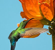 Green-Throated Hummingbird by Nathan Lovas Photography