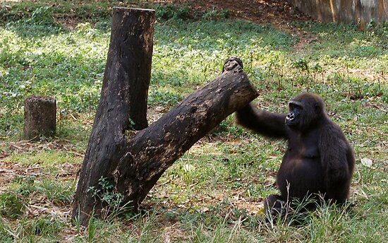 gorilla tree