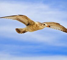 Mr Brown by rowleyphoto