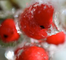 Winter Frozen Berries by Nadine Rippelmeyer