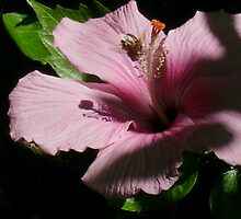 Beautiful pink hibiscus by Hannah Fenton-Williams
