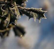 Holly frost by Jeff Stroud