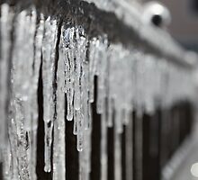 Icicles at Attention by Nadine Rippelmeyer