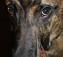 GRIKIUS is 7 month old by Antanas