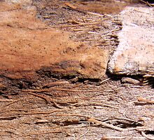 Rotting Palm by Bindee