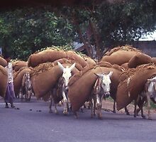 Donkies at work near Agra, India. by Peter Stephenson