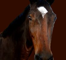 Mr Horse by Mariann Kovats