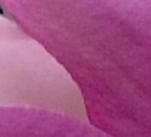 Magnolia by May Lattanzio