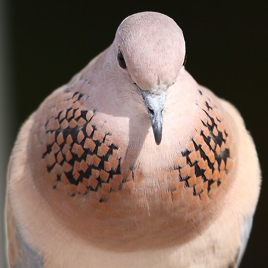 quot cooing dove quot by david clark redbubble quot cooing dove quot by david clark redbubble