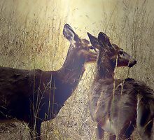 Alert by Judi Taylor