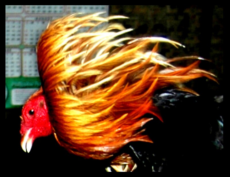 Gamefowl Gifts & Merchandise Redbubble