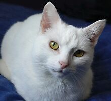 The Look Of Love by Sally Green