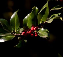 Holly bush by Margund Sallowsky