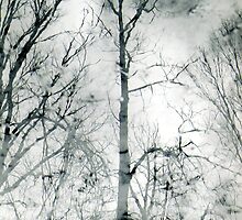 bare trees #1 by butchart