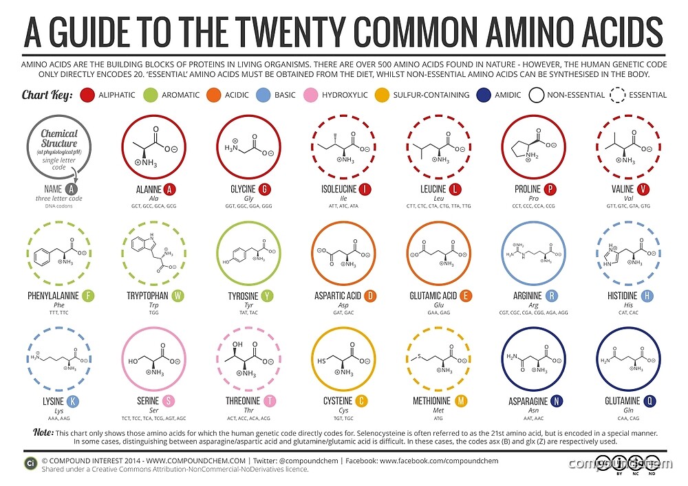 "20 Amino Acids Physiological Structure Version" by Compound Interest