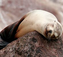 Sleeping Beauty by Steve Bulford