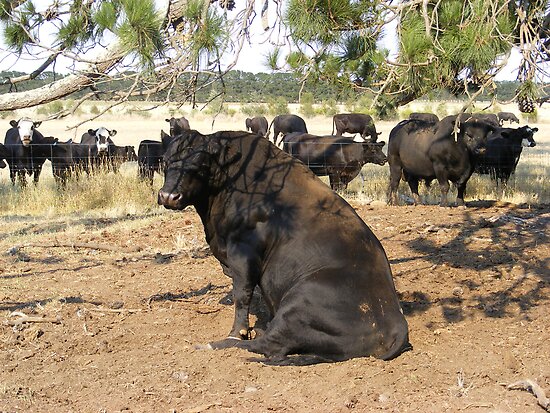 Bull Sitting