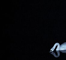 Night Swan by Rachel Blumenthal