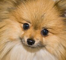 that face is too cute by pmacimagery