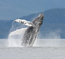 Dancing With The Waves (the prequel) by Gina Ruttle (Whalegeek)