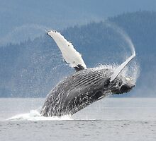 Dancing With The Waves #3 by Gina Ruttle (Whalegeek)
