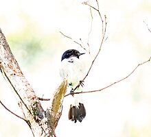 Bird Camouflaged By An Overcast Sky by FASImages