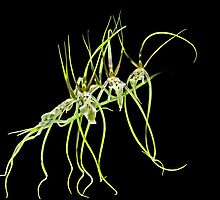 Orchid: Goldilocks (Brassia Edvah Loo) by Bob Fox