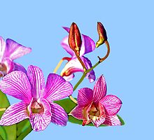 Orchid: Ortgies Cattleyopsis by Bob Fox