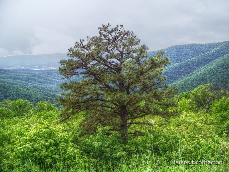 Mountain Tree By James Brotherton Redbubble