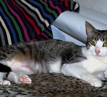 New Kitty song...Update by Marjorie Wallace